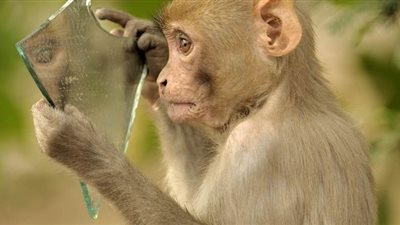 قردان يتصارعان على زجاجة بيرة | فيديو