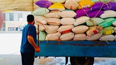 توريد 134 ألفا و56 طن قمح لشون وصوامع كفر الشيخ