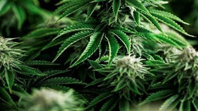 تجارة مربحة.. ألبانيا تعتزم تشريع زراعة نبات القنب