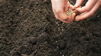 معهد أمراض النبات يفحص 428 رسالة تقاوي واردة من الخارج في إبريل