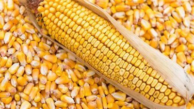 وهبة الجزار: مصر تستهلك 22 ألف طن من الذرة سنوياً | فيديو