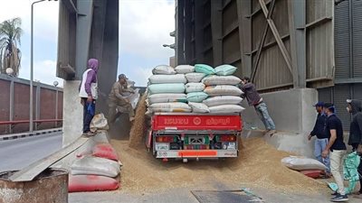 توريد161 ألف طن قمح لصوامع الدقهلية