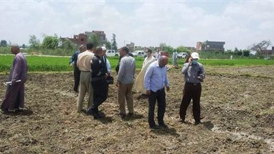 زراعة البحيرة: نستهدف زراعة 18 ألفاً و973 قطنا هذا العام | صور