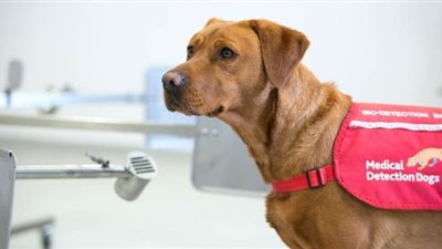 بريطانيا تبدأ تدريب الكلاب على اكتشاف فيروس كورونا