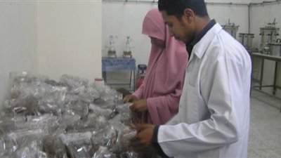 كلية الزراعة بقنا تزرع 70 فدانا محاصيل وأشجار مثمرة |صور