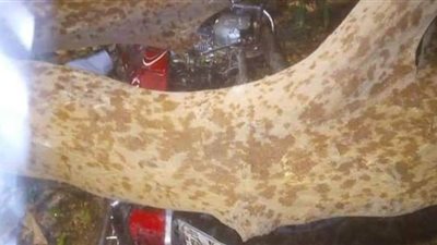 مصرع شخص وإصابة زوجته في سقوط شجرة بسبب الطقس السيئ بالأقصر
