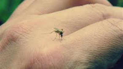 أطباء فنزويلا يطالبون الحكومة بنشر إحصائيات ضحايا البعوض المصري