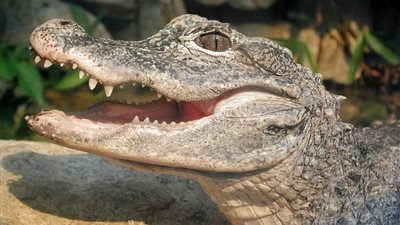 رئيس حي شرق شبرا يكذب «فيديو» تمساح ترعة الإسماعيلية