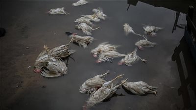 نفوق آلاف الدواجن في قطاع غزة بسبب الأمطار