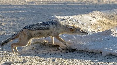 ثعلب يفشل في صيد الطيور (صور)