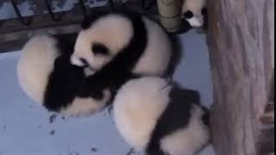 مشهد طريف لباندا تحاول إيقاظ صديقيها (فيديو وصور)