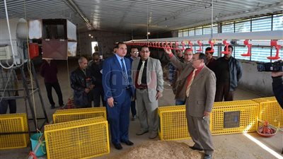 بدء تشغيل عنبر لتسمين الدجاج بكلية الزراعة في سوهاج