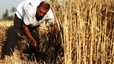 زراعة 117 ألف فدان قمح بالمنوفية.. وبرامج إرشادية للخضر والفاكهة