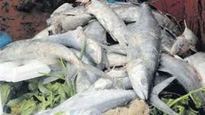 ضبط كمية من الأسماك الفاسدة المجمدة بميناء شرق بورسعيد