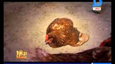 بالفيديو.. السرطان يضرب الدواجن في محافظة الغربية