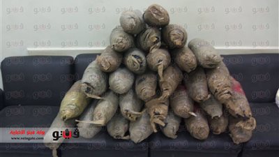 القبض على مسجل خطر بحوزته 15 كجم بانجو بالقليوبية