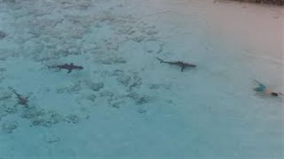 4 قروش تلاحق طفلا خلال السباحة (فيديو)
