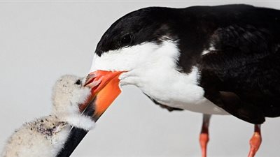 رد فعل طائر أطعمته والدته قبل أشقائه