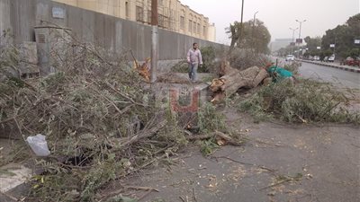 سقوط شجرة أمام دار الأوبرا يتسبب في إغلاق شارع التحرير (صور)