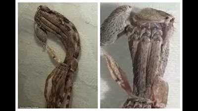 عنكبوت غريب يثير رعب رواد الإنترنت بتغيير جسده (فيديو وصور)