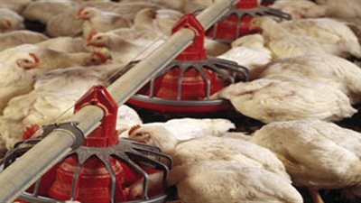 استقرار أسعار الدواجن بالأسواق.. وكرتونة البيض بـ35 جنيها