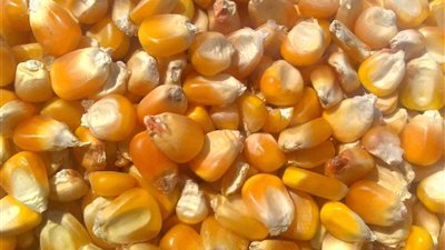 150 جنيهًا لشيكارة الذرة الصفراء بالبحيرة.. اليوم