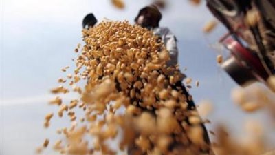 «الزراعة»: متمسكون برفض شحنة القمح المصاب بالإرجوت