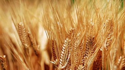 450 ألف فدان قمح بالشرقية