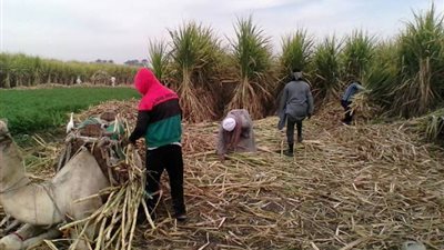 مزارعو بني سويف عن عدم زراعة القصب: «بطلنا اللي يخسرنا» (صور)