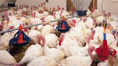 الثروة الداجنة: زيادة الإقبال على الرومي خلال الفترة الحالية