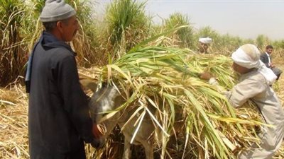 43 % من قراء «فيتو» يتوقعون فشل الحكومة في حل أزمة توريد قصب السكر