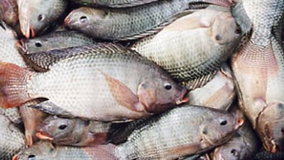 البلطي يسجل 25 جنيهًا في سوق العبور.. اليوم