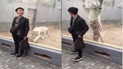 لحظة مهاجمة نمر أبيض لرجل (فيديو وصور)