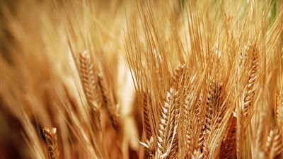 36.8 % ارتفاع في الصادرات الغذائية الروسية