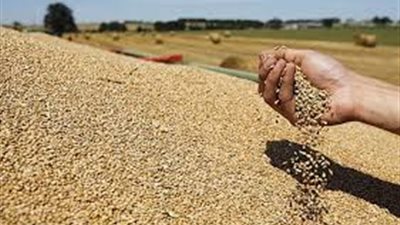 توقعات بارتفاع سعر القمح عالميا إلى 163 دولارا خلال مارس المقبل