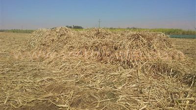 بالصور.. تنفيذ أول تجربة بتحويل مخلفات القصب إلى علف حيواني