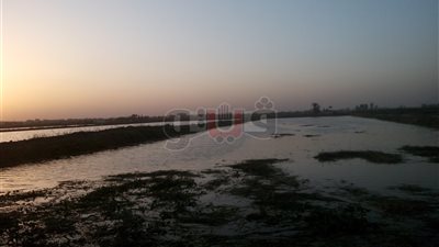 «نباشين القمامة» يهددون المزارع السمكية في الشرقية (فيديو وصور)