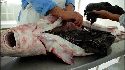 معلومات صحية قد لا تعرفها عن فوائد الحوت