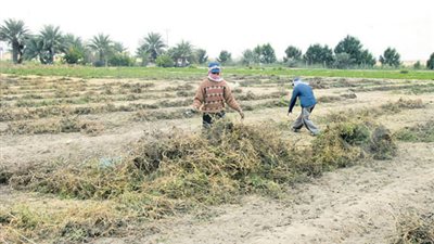 بلاغ لمدير أمن أسيوط بهلاك 3000 فدان بسبب انقطاع المياه
