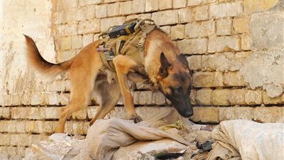 بالصور.. «الحيوانات» تحرك حروب العالم.. تركيا تحارب الكردستاني بـ «البغال».. الخيول حملت الفرسان وقادت الجيوش.. أمريكا أول من استخدم الدلافين.. الفيلة تفتك بجيوش العدو.. والكلاب تك
