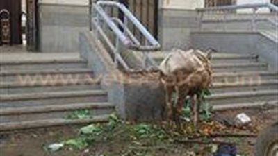 بالصور.. محطة قطار أبوحماد تتحول إلى سوق للخضار وإسطبل للحمير