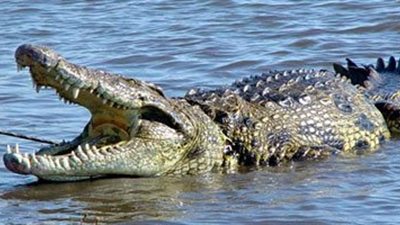 «البيئة» تواصل البحث عن التمساح الثاني بـ«مسطرد»