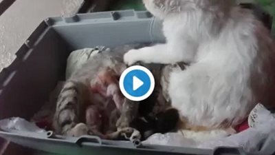 رد فعل قط بعد ولادة زوجته (فيديو)