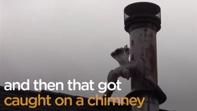 لحظة إنقاذ طائر علق بحبل منعه من الطيران (فيديو)