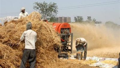 زراعة الوادي: توريد 115 ألف طن قمح