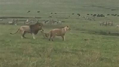 كلب يهاجم أسدا ويتركه مذعورا (فيديو وصور)