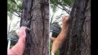 إطلاق سراح سنجاب مصاب ينتهى بكارثة (فيديو وصور)