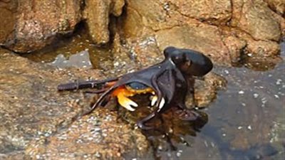 بالفيديو.. لقطات نادرة لأخطبوط يقفز من الماء ليهاجم كابوريا