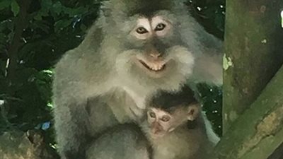 أحمد الفيشاوي يعبر عن عشقه للقرود بصور جديدة من إندونيسيا