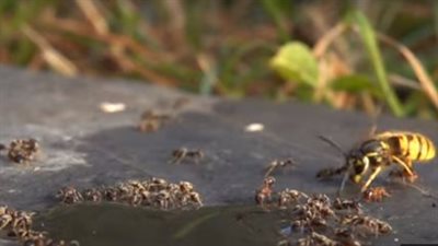 قتال حتى الموت.. حرب بين الدبابير والنمل | فيديو 